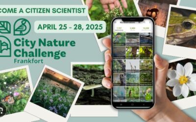 City Nature Challenge 2025