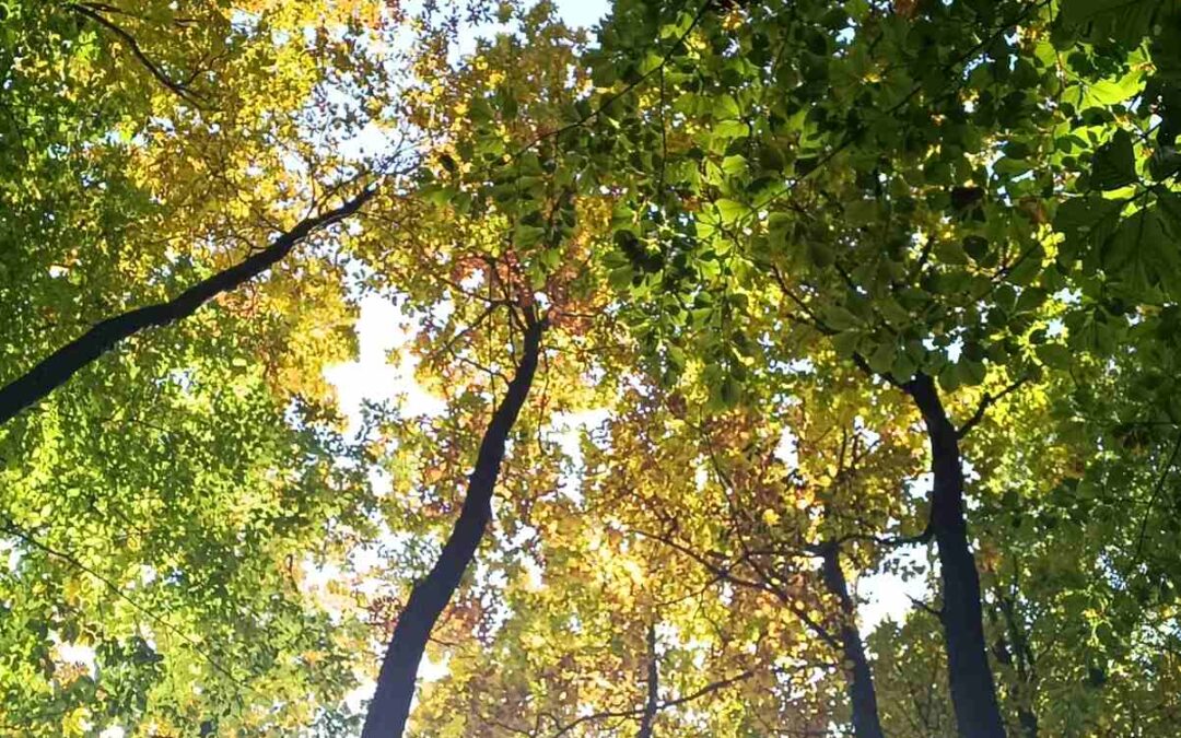 GLOBE terenska nastava u šumi Kozjača